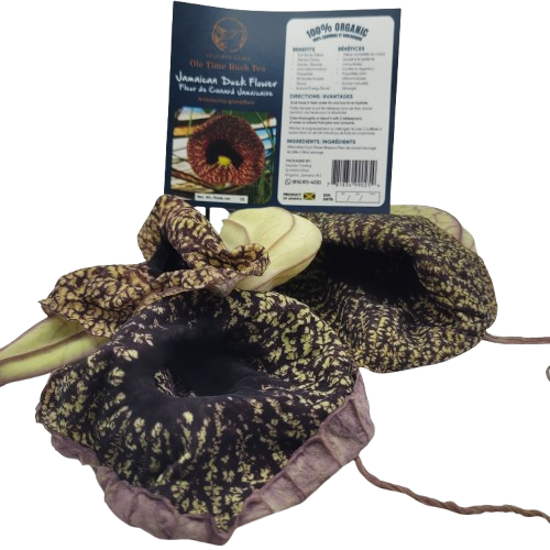 Jamaican Duck Flower Tea – Wildcrafted Herbal Tea from Jamaica – 100% Handpicked – Whole Dried Flower (1 Flower) – Natural Wellness Herbal Blend – Inspired Gems