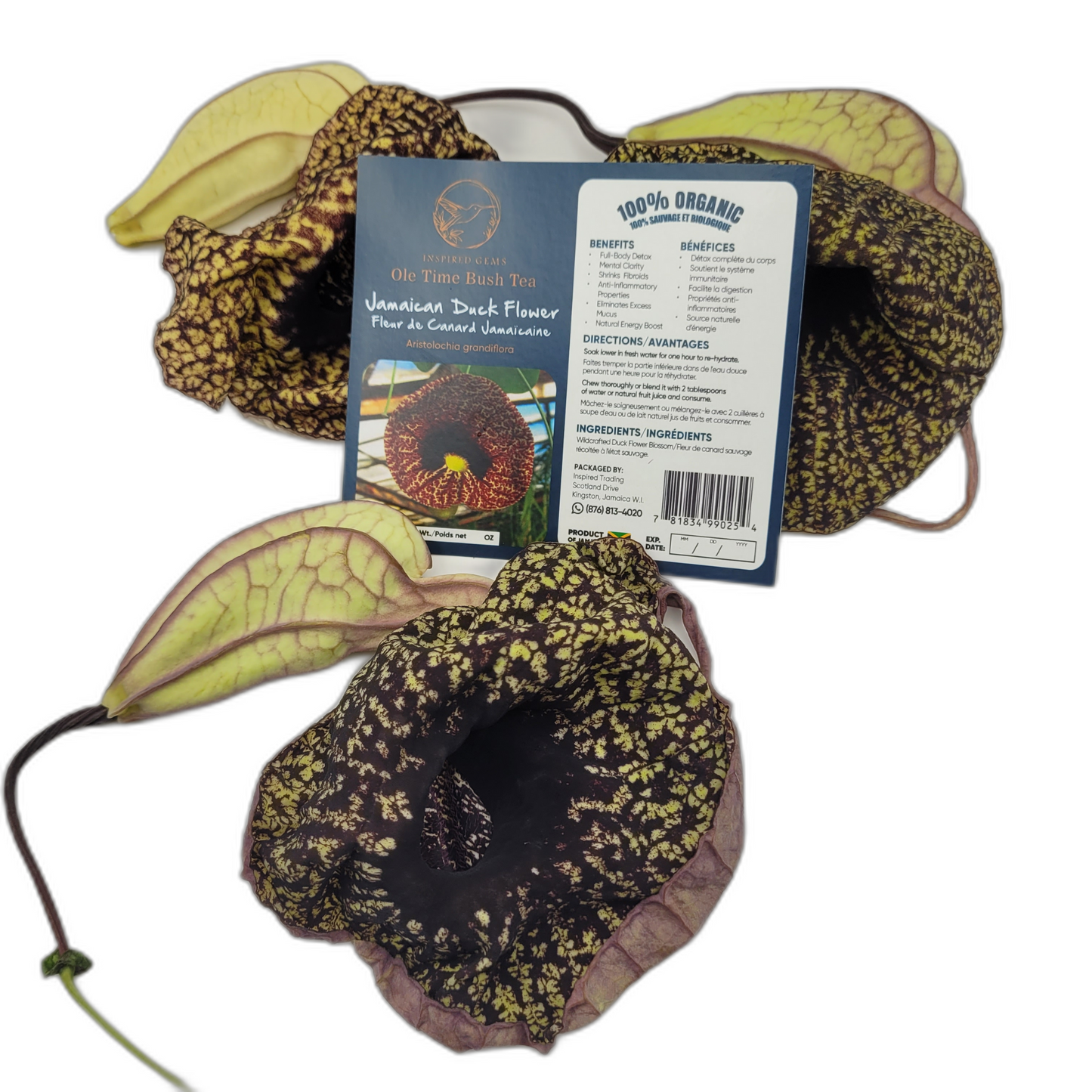 Jamaican Duck Flower Tea – Wildcrafted Herbal Tea from Jamaica – 100% Handpicked – Whole Dried Flower (1 Flower) – Natural Wellness Herbal Blend – Inspired Gems