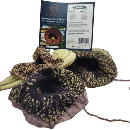 Jamaican Duck Flower Tea – Wildcrafted Herbal Tea from Jamaica – 100% Handpicked – Whole Dried Flower (1 Flower) – Natural Wellness Herbal Blend – Inspired Gems