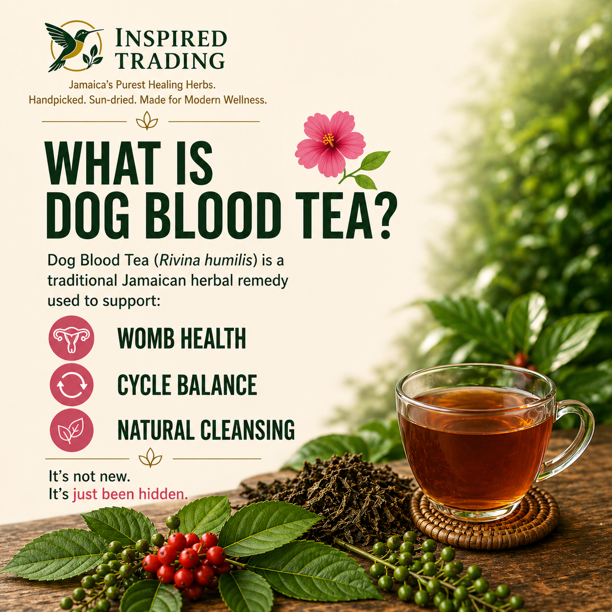 Jamaican Dog Blood Bush Tea wildcrafted womens herbal remedy