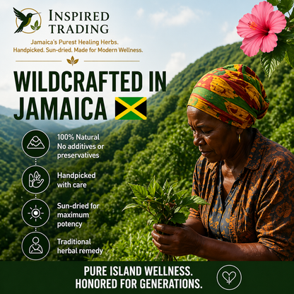 Jamaican Dog Blood Bush Tea natural womb wellness preparation