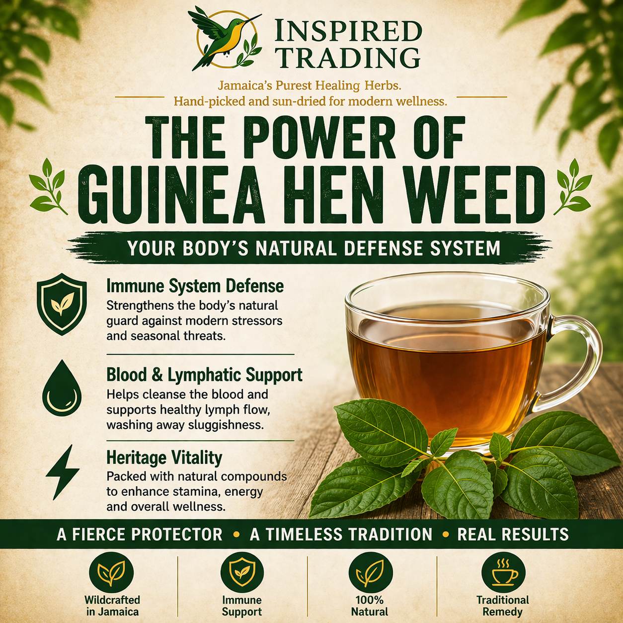 Guinea Hen Weed Anamu natural defender herbal tea close-up