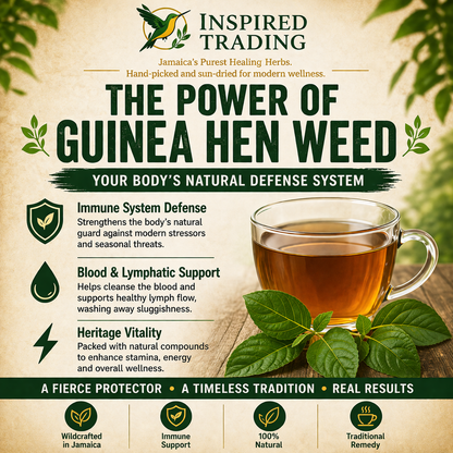 Guinea Hen Weed Anamu natural defender herbal tea close-up