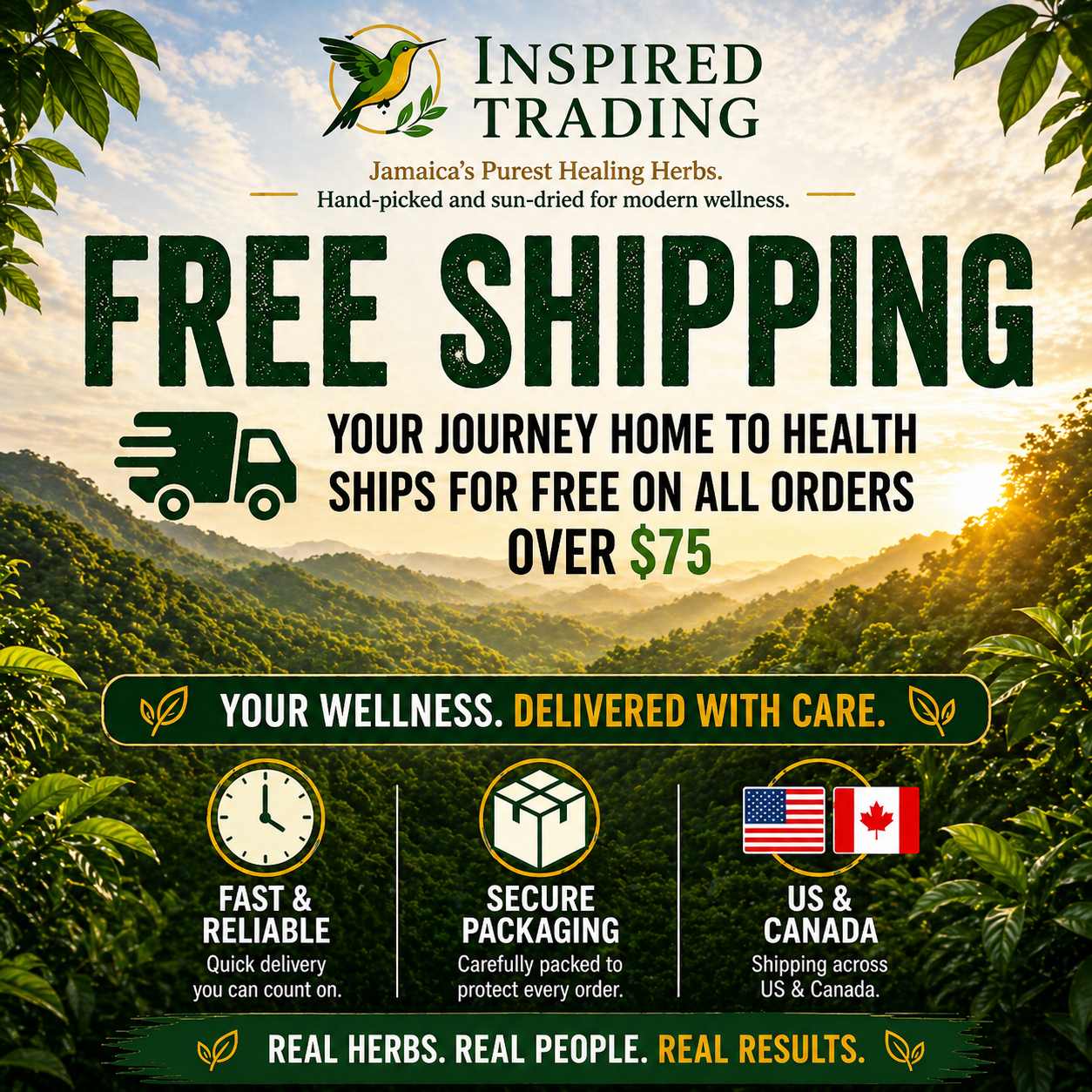 Guinea Hen Weed traditional Caribbean immune support remedy