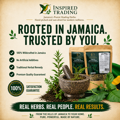 Jamaican Guinea Hen Weed natural detox herbal tea preparation