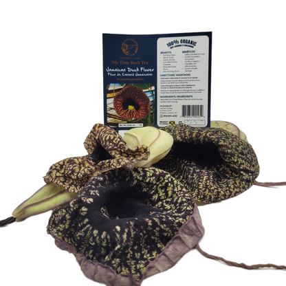 Jamaican Duck Flower Tea – Wildcrafted Herbal Tea from Jamaica – 100% Handpicked – Whole Dried Flower (1 Flower) – Natural Wellness Herbal Blend – Inspired Gems