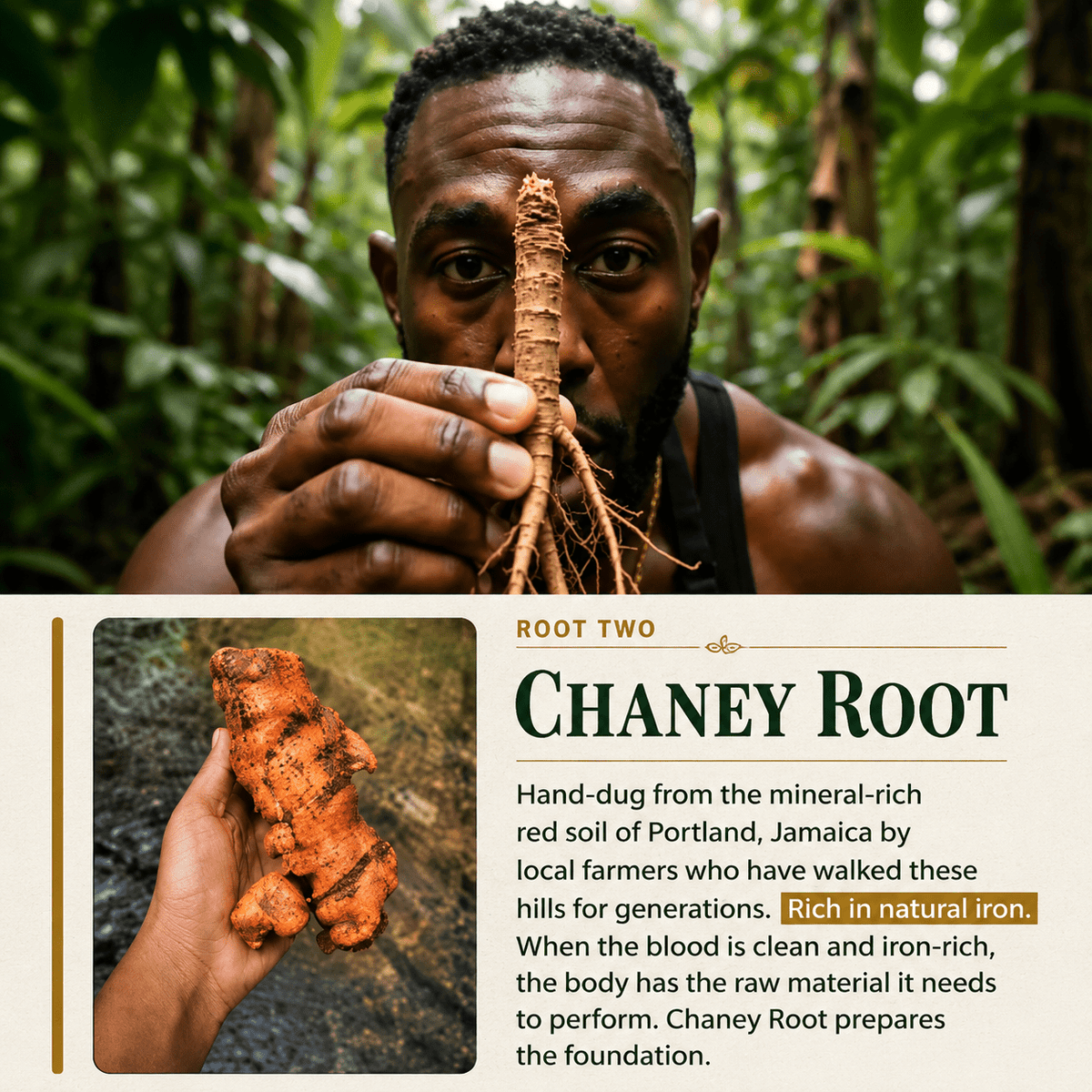 Authentic Jamaican Chaney Root (2 Packs) | The "Strong Back" Ritual - Available in US & Canada - Inspired Trading
