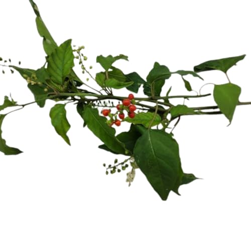 Authentic Jamaican Dog Blood Tea | Wildcrafted Womb Wellness & Fertility | Inspired Trading - Inspired Trading