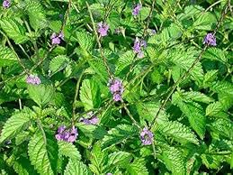 A cluster of fresh green Jamaican Blue Vervain leaves with small purple flowers growing in a natural outdoor setting