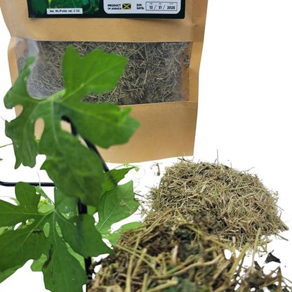 Close-up of dried Jamaican Cerasee herbs and fresh green bitter melon leaves on a white background