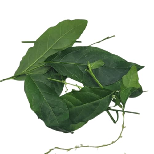 A cluster of dark green, whole Jamaican Guinea Hen Weed (Anamu) leaves showing the natural texture and structure of the wildcrafted herb on a white background