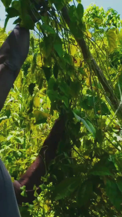 Authentic Jamaican Cerasee Tea | The Blood Purifier Ritual - Ship in 24hrs- Available in US & CA