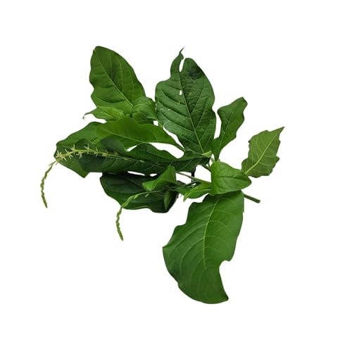 A detailed close-up of fresh, vibrant green Jamaican Guinea Hen Weed (Anamu) leaves and a flowering stem (Petiveria alliacea) on a white background