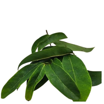 A sharp close-up of fresh, dark green Jamaican Soursop leaves (Annona muricata) showcasing the natural waxy texture and vibrant color of wild-harvested graviola